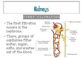 •
The first filtration
occurs in the
nephrons.
•
There, groups of
capillaries filter
water, sugar,
salts, and wastes
out of the blood.
First Filtration
Kidneys
 