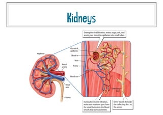 Kidneys
 