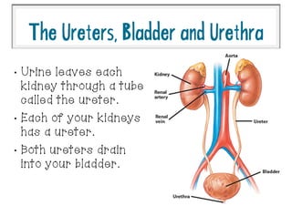 •
Urine leaves each
kidney through a tube
called the ureter.
•
Each of your kidneys
has a ureter.
•
Both ureters drain
into your bladder.
TheUreters,BladderandUrethra
 