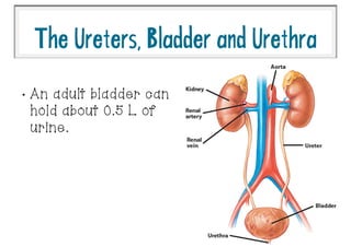 •
An adult bladder can
hold about 0.5 L of
urine.
TheUreters,BladderandUrethra
 
