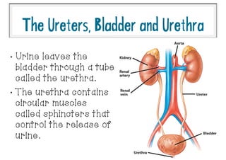 •
Urine leaves the
bladder through a tube
called the urethra.
•
The urethra contains
circular muscles
called sphincters that
control the release of
urine.
TheUreters,BladderandUrethra
 