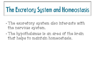 •
The excretory system also interacts with
the nervous system.
•
The hypothalamus is an area of the brain
that helps to maintain homeostasis.
TheExcretorySystemandHomeostasis
 