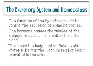 •
One function of the hypothalamus is to
control the secretion of some hormones.
•
One hormone causes the tubules of the
kidneys to absorb more water from the
blood.
•
This helps the body control fluid levels.
Water is kept in the blood instead of being
excreted in the urine.
TheExcretorySystemandHomeostasis
 