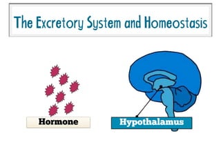 TheExcretorySystemandHomeostasis
HypothalamusHormone
 