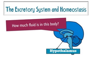 TheExcretorySystemandHomeostasis
Hypothalamus
How much fluid is in this body?
 