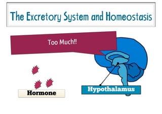 TheExcretorySystemandHomeostasis
Hypothalamus
Too Much!!
Hormone
 