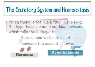 TheExcretorySystemandHomeostasis
Hypothalamus
Too Much!!
Hormone
•
When there is too much fluid in the body,
the hypothalamus send out less hormone
which tells the kidneys to…
•
Return less water to blood
•
Increase the amount of urine
 