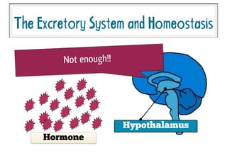TheExcretorySystemandHomeostasis
Hypothalamus
Not enough!!
Hormone
 