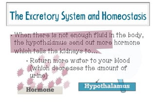 TheExcretorySystemandHomeostasis
Hypothalamus
Too Much!!
Hormone
•
When there is not enough fluid in the body,
the hypothalamus send out more hormone
which tells the kidneys to…
•
Return more water to your blood
(which decreases the amount of
urine)
Not enough!!
 
