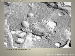 15.12 Freeze Fracture of Yeast Cell
Essential Cell Biology, Fourth Edition
 Use arrow keys to navigate images 
 