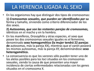 LA HERENCIA LIGADA AL SEXO 
• En los organismos hay que distinguir dos tipos de cromosomas: 
1) Cromosomas sexuales, que pueden ser identificados por su 
forma y tamaño, sirviendo como criterio diferenciador de los 
dos sexos. 
2) Autosomas, que son las restantes parejas de cromosomas, 
idénticos en el macho y en la hembra. 
• En los mamíferos, Drosophila y otras especies, el sexo que 
posee los dos cromosomas sexuales iguales es el femenino, 
denominado sexo homogamético (la mujer tendrá 22 parejas 
de autosomas, más la pareja XX), mientras que el varón poseerá 
les mismos autosomas, más la pareja XY, denominándose sexo 
heterogamético. 
• La consecuencia es que los varones sólo pueden tener uno de 
los alelos posibles para los loci situados en los cromosomas 
sexuales, siendo la causa de que presenten una mayor 
incidencia de ciertas enfermedades relacionadas con los genes 
situados en el cromosoma X. 
 