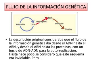 FLUJO DE LA INFORMACIÓN GENÉTICA 
• La descripción original consideraba que el flujo de 
la información genética iba desde el ADN hasta el 
ARN, y desde el ARN hasta las proteínas, con un 
bucle de ADN-ADN para la autorreplicación. 
Hasta hace poco se consideró que este esquema 
era inviolable. Pero … 
 