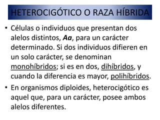 HETEROCIGÓTICO O RAZA HÍBRIDA 
• Células o individuos que presentan dos 
alelos distintos, Aa, para un carácter 
determinado. Si dos individuos difieren en 
un solo carácter, se denominan 
monohíbridos; si es en dos, dihíbridos, y 
cuando la diferencia es mayor, polihíbridos. 
• En organismos diploides, heterocigótico es 
aquel que, para un carácter, posee ambos 
alelos diferentes. 
 