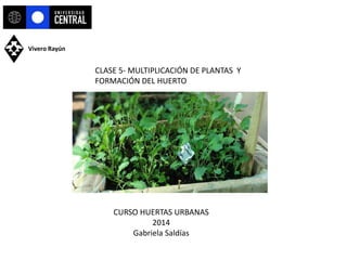 CLASE 5- MULTIPLICACIÓN DE PLANTAS Y FORMACIÓN DEL HUERTO 
Vivero Rayún 
CURSO HUERTAS URBANAS 2014 Gabriela Saldías  