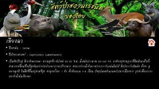 เลียงผา
• ชื่อสามัญ : Serow
• ชื่อวิทยาศาสตร์ : Capricornis sumatraensis
• เป็นสัตว์กีบคู่ มีเขาจาพวกแพะ ความสูงที่ระดับไหล่ 85-94 ซ.ม. น้าหนักประมาณ 85-140 กก. อาศัยอยู่ตามภูเขาที่มีหน้าผาหรือถ้า
สามารถเคลื่อนที่ในที่สูงชันอย่างว่องไวและปราดเปรียวมาก สามารถว่ายน้าข้ามระหว่างเกาะกับแผ่นดินได้ มีอวัยวะรับสัมผัส ทั้งตา หู
และจมูกดี กินพืชที่ขึ้นอยู่ตามที่สูง ตกลูกครั้งละ 1 ตัว ตั้งท้องนาน 7-8 เดือน ปัจจุบันลดจานวนลงไปมากเนื่องจาก ถูกล่าเพื่อเอาเขา
และทาน้ามันเลียงผา
 