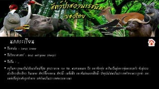 นกกระเรียน
• ชื่อสามัญ : Sarus Crane
• ชื่อวิทยาศาสตร์ : Grus antigone sharpii
• ชื่ออื่น : _
• อยู่ในตระกูลนกบินได้ขนาดใหญ่ที่สุด สูงประมาณ 150 ซม. พบตามหนอง บึง และท้องทุ่ง หากินเป็นคู่และกลุ่มครอบครัว จับคู่แบบ
ผัวเดียวเมียเดียว กินแมลง สัตว์เลื้อยคลาน สัตว์น้า เมล็ดพืช และต้นอ่อนของพืชน้า ปัจจุบันไม่พบในประเทศไทยเพราะถูกล่า และ
แหล่งที่อยู่อาศัยถูกทาลาย แต่ยังพบในประเทศลาวและเขมร
 