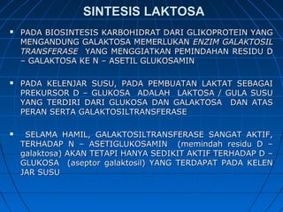 SINTESIS LAKTOSASINTESIS LAKTOSA
 PADA BIOSINTESIS KARBOHIDRAT DARI GLIKOPROTEIN YANGPADA BIOSINTESIS KARBOHIDRAT DARI GLIKOPROTEIN YANG
MENGANDUNG GALAKTOSA MEMERLUKANMENGANDUNG GALAKTOSA MEMERLUKAN ENZIM GALAKTOSILENZIM GALAKTOSIL
TRANSFERASETRANSFERASE YANG MENGGIATKAN PEMINDAHAN RESIDU DYANG MENGGIATKAN PEMINDAHAN RESIDU D
– GALAKTOSA KE N – ASETIL GLUKOSAMIN– GALAKTOSA KE N – ASETIL GLUKOSAMIN
 PADA KELENJAR SUSU, PADA PEMBUATAN LAKTAT SEBAGAIPADA KELENJAR SUSU, PADA PEMBUATAN LAKTAT SEBAGAI
PREKURSOR D – GLUKOSA ADALAH LAKTOSA / GULA SUSUPREKURSOR D – GLUKOSA ADALAH LAKTOSA / GULA SUSU
YANG TERDIRI DARI GLUKOSA DAN GALAKTOSA DAN ATASYANG TERDIRI DARI GLUKOSA DAN GALAKTOSA DAN ATAS
PERAN SERTA GALAKTOSILTRANSFERASEPERAN SERTA GALAKTOSILTRANSFERASE
 SELAMA HAMIL, GALAKTOSILTRANSFERASE SANGAT AKTIF,SELAMA HAMIL, GALAKTOSILTRANSFERASE SANGAT AKTIF,
TERHADAP N – ASETIGLUKOSAMIN (memindah residu D –TERHADAP N – ASETIGLUKOSAMIN (memindah residu D –
galaktosa) AKAN TETAPI HANYA SEDIKIT AKTIF TERHADAP D –galaktosa) AKAN TETAPI HANYA SEDIKIT AKTIF TERHADAP D –
GLUKOSA (aseptor galaktosil) YANG TERDAPAT PADA KELENGLUKOSA (aseptor galaktosil) YANG TERDAPAT PADA KELEN
JAR SUSUJAR SUSU
 
