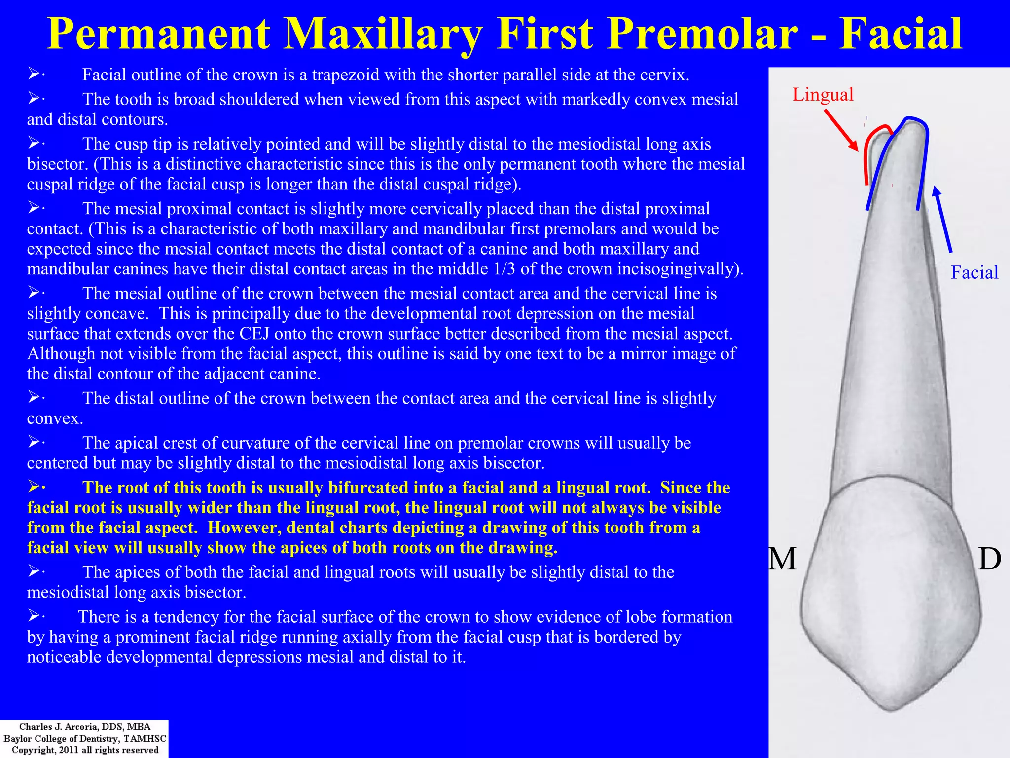15 16-maxillary-premolars-20 | PPT