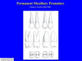 Permanent Maxillary Premolars
Charles J. Arcoria, DDS, MBA
 
