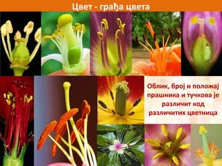Cvet | PPT