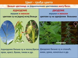 Cvet | PPT