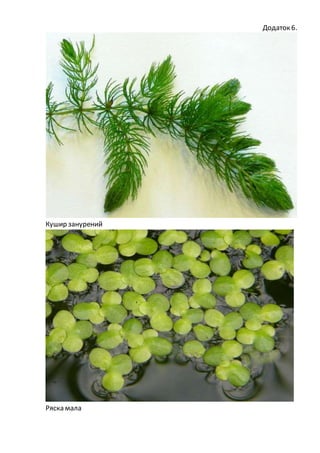 Додаток 6.
Кушир занурений
Ряска мала
 