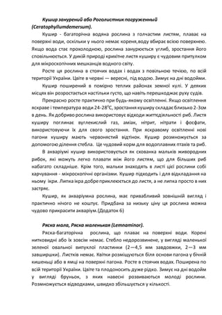Кушир занурений або Роголистник погруженный
(Ceratophyllumdemersum).
Кушир - багаторічна водяна рослина з голчастим листям, плаває на
поверхні води, оскільки у нього немає кореня,воду вбирає всією поверхнею.
Якщо вода стає прохолодною, рослина занурюється углиб, зростання його
сповільнюється. У дикій природі крихітне листя куширу є чудовим притулком
для мікроскопічних мешканців водного світу.
Росте ця рослина в стоячих водах і водах з повільною течією, по всій
території України. Цвіте в червні — вересні, під водою. Зимує на дні водойми.
Кушир поширений в помірно теплих районах земної кулі. У деяких
місцях він розростається настільки густо, що навіть перешкоджає руху судів.
Прекрасно росте практично при будь-якому освітленні. Якщо освітлення
яскраве і температура води24-280
С, зростання куширу складаєблизько 2-3см
в день. Як добриво рослина використовує відходи життєдіяльності риб. Листя
куширу поглинає вуглекислий газ, аміак, нітрит, нітрати і фосфати,
використовуючи їх для свого зростання. При яскравому освітленні нові
пагони куширу мають червонястий відтінок. Кушир розмножується за
допомогою ділення стебла. Це чудовий корм для водоплавних птахів та риб.
В акваріумі кушир використовується як схованка мальків живородних
рибок, які можуть легко плавати між його листям, що для більших риб
набагато складніше. Крім того, мальки знаходять в листі цієї рослини собі
харчування - мікроскопічні організми. Кушир підходить і для відкладання на
ньому ікри. Липка ікра добреприклеюється до листя, а не липка просто в них
застряє.
Кушир, як акваріумна рослина, має привабливий зовнішній вигляд і
практично нічого не коштує. Придбана за низьку ціну ця рослина можна
чудово прикрасити акваріум.(Додаток 6)
Ряска мала, Ряска маленькая (Lemnaminor).
Ряска-багаторічна рослина, що плаває на поверхні води. Корені
нитковидні або їх зовсім немає. Стебло недорозвинене, у вигляді маленької
зеленої овальної випуклої пластинки (2—4,5 мм завдовжки, 2—3 мм
завширшки). Листків немає. Квітки розміщуються біля основи пагона у бічній
кишеньці або в ямці на поверхні пагона. Росте в стоячих водах. Поширена по
всій території України. Цвіте та плодоносить дуже рідко. Зимує на дні водойм
у вигляді бруньок, з яких навесні розвиваються молоді рослини.
Розмножується відводками, швидко збільшується у кількості.
 