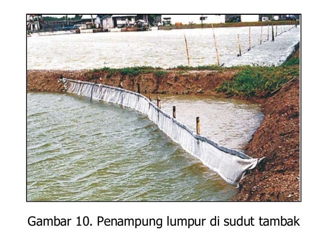 15 Budidaya Udang Di Tambak 15 budidaya udang di tambak