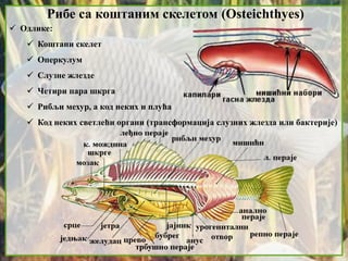 Рибе са коштаним скелетом (Osteichthyes)
 Одлике:
 Коштани скелет
 Оперкулум
 Слузне жлезде
 Четири пара шкрга
 Рибљи мехур, а код неких и плућа
 Код неких светлећи органи (трансформација слузних жлезда или бактерије)
 
