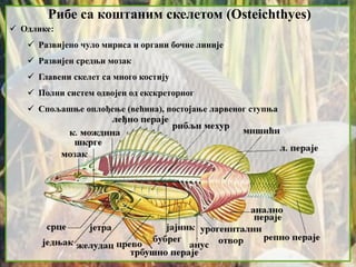 Рибе са коштаним скелетом (Osteichthyes)
 Одлике:
 Развијено чуло мириса и органи бочне линије
 Развијен средњи мозак
 Главени скелет са много костију
 Полни систем одвојен од екскреторног
 Спољашње оплођење (већина), постојање ларвеног ступња
 