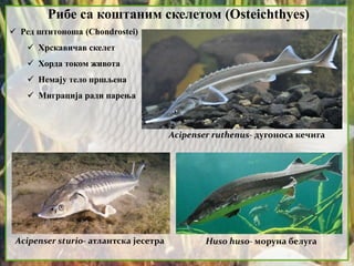 Рибе са коштаним скелетом (Osteichthyes)
 Ред штитоноша (Chondrostei)
 Хрскавичав скелет
 Хорда током живота
 Немају тело пршљена
 Миграција ради парења
Acipenser ruthenus- дугоноса кечига
Huso huso- моруна белугаAcipenser sturio- атлантска јесетра
 