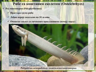 Рибе са коштаним скелетом (Osteichthyes)
 Ред многоперки (Polypteriformes)
 Прастара група риба
 Леђно пераје подељено на 10 делова
 Окоштао скелет са кичменим пршљеновима (немају хорду)
Polypterus senegalensis- сенегалска многоперка
 