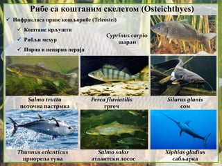 Рибе са коштаним скелетом (Osteichthyes)
 Инфракласа праве кошљорибе (Teleostei)
 Коштане крљушти
 Рибљи мехур
 Парна и непарна пераја
Cyprinus carpio
шаран
Perca fluviatilis
гргеч
Salmo trutta
поточна пастрмка
Silurus glanis
сом
Salmo salar
атлантски лосос
Thunnus atlanticus
црнорепа туна
Xiphias gladius
сабљарка
 