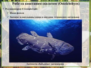 Рибе са коштаним скелетом (Osteichthyes)
 Ред шакоперки (Crossopterygii)
 Живи фосили
 Значајне за насељавање копна и настанак тетраподних кичмењака
Latimeria chalumnae- латимерија
 