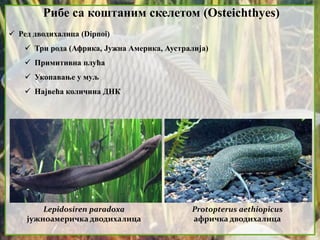 Рибе са коштаним скелетом (Osteichthyes)
 Ред дводихалица (Dipnoi)
 Три рода (Африка, Јужна Америка, Аустралија)
 Примитивна плућа
 Укопавање у муљ
 Највећа количина ДНК
Lepidosiren paradoxa
јужноамеричка дводихалица
Protopterus aethiopicus
афричка дводихалица
 