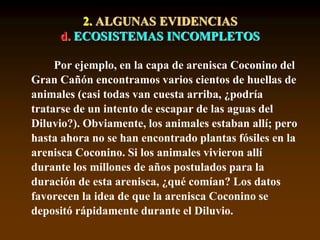 2. ALGUNAS EVIDENCIAS
d. ECOSISTEMAS INCOMPLETOS
Por ejemplo, en la capa de arenisca Coconino del
Gran Cañón encontramos varios cientos de huellas de
animales (casi todas van cuesta arriba, ¿podría
tratarse de un intento de escapar de las aguas del
Diluvio?). Obviamente, los animales estaban allí; pero
hasta ahora no se han encontrado plantas fósiles en la
arenisca Coconino. Si los animales vivieron allí
durante los millones de años postulados para la
duración de esta arenisca, ¿qué comían? Los datos
favorecen la idea de que la arenisca Coconino se
depositó rápidamente durante el Diluvio.
 
