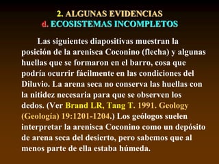 2. ALGUNAS EVIDENCIAS
d. ECOSISTEMAS INCOMPLETOS
Las siguientes diapositivas muestran la
posición de la arenisca Coconino (flecha) y algunas
huellas que se formaron en el barro, cosa que
podría ocurrir fácilmente en las condiciones del
Diluvio. La arena seca no conserva las huellas con
la nitidez necesaria para que se observen los
dedos. (Ver Brand LR, Tang T. 1991. Geology
(Geología) 19:1201-1204.) Los geólogos suelen
interpretar la arenisca Coconino como un depósito
de arena seca del desierto, pero sabemos que al
menos parte de ella estaba húmeda.
 