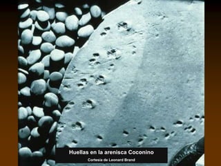 Huellas en la arenisca Coconino
Cortesía de Leonard Brand
 