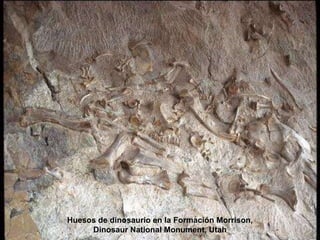 Huesos de dinosaurio en la Formación Morrison,
Dinosaur National Monument, Utah
 