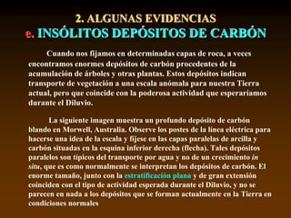 2. ALGUNAS EVIDENCIAS
e. INSÓLITOS DEPÓSITOS DE CARBÓN
Cuando nos fijamos en determinadas capas de roca, a veces
encontramos enormes depósitos de carbón procedentes de la
acumulación de árboles y otras plantas. Estos depósitos indican
transporte de vegetación a una escala anómala para nuestra Tierra
actual, pero que coincide con la poderosa actividad que esperaríamos
durante el Diluvio.
La siguiente imagen muestra un profundo depósito de carbón
blando en Morwell, Australia. Observe los postes de la línea eléctrica para
hacerse una idea de la escala y fíjese en las capas paralelas de arcilla y
carbón situadas en la esquina inferior derecha (flecha). Tales depósitos
paralelos son típicos del transporte por agua y no de un crecimiento in
situ, que es como normalmente se interpretan los depósitos de carbón. El
enorme tamaño, junto con la estratificación plana y de gran extensión
coinciden con el tipo de actividad esperada durante el Diluvio, y no se
parecen en nada a los depósitos que se forman actualmente en la Tierra en
condiciones normales
 
