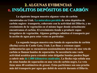 2. ALGUNAS EVIDENCIAS
e. INSÓLITOS DEPÓSITOS DE CARBÓN
La siguiente imagen muestra algunas vetas de carbón
encontradas en Utah. La naturaleza paralela de estos depósitos de
carbón sugiere transporte, coherente con la actividad del Diluvio, y no
crecimiento de la vegetación en el mismo lugar donde actualmente
encontramos el carbón. El crecimiento tiende a producir capas
irregulares de vegetación. Algunos geólogos admiten el transporte por
la acción de agua para estas vetas en particular.
La segunda imagen muestra una banda de separación de carbón
(flecha) cerca de Castle Gate, Utah. Las finas y extensas capas
sedimentarias que se encuentran ocasionalmente dentro de una veta de
carbón se llaman bandas de separación. Se necesitaría una vasta
actividad acuática para extender estas delgadas bandas pueden llegar
a cubrir más de 1.000 kilómetros cuadrados. La flecha roja señala una
de estas bandas de separación en una veta de carbón negro. La veta
tiene unos 40 centímetros de grosor. Estas particiones son una prueba
más del transporte por agua que debió de ocurrir durante el Diluvio.
 