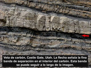 Veta de carbón, Castle Gate, Utah. La flecha señala la fina
banda de separación en el interior del carbón. Esta banda
se puede seguir a lo largo de la imagen.
 