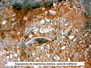 Caparazones de organismos marinos, costa de California
 