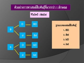 ตศฦอย่างการหาเซลล์สืบพศนธุ์ที่มากกฦ่า1ลศกวณะ
จีโนไทป์ :BbDd
B
b
D
d
D
d
BD
Bd
bD
bd
รูปแบบของเซลล์สืบพศนธุ์
1.BD
2.Bd
3.bD
4.bd
 