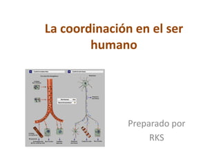 La coordinación en el ser
humano
Preparado por
RKS
 