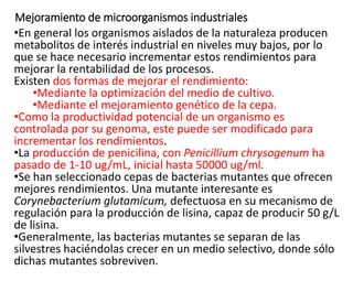 Mejoramiento de microorganismos industriales
•En general los organismos aislados de la naturaleza producen
metabolitos de interés industrial en niveles muy bajos, por lo
que se hace necesario incrementar estos rendimientos para
mejorar la rentabilidad de los procesos.
Existen dos formas de mejorar el rendimiento:
•Mediante la optimización del medio de cultivo.
•Mediante el mejoramiento genético de la cepa.
•Como la productividad potencial de un organismo es
controlada por su genoma, este puede ser modificado para
incrementar los rendimientos.
•La producción de penicilina, con Penicillium chrysogenum ha
pasado de 1-10 ug/mL, inicial hasta 50000 ug/ml.
•Se han seleccionado cepas de bacterias mutantes que ofrecen
mejores rendimientos. Una mutante interesante es
Corynebacterium glutamicum, defectuosa en su mecanismo de
regulación para la producción de lisina, capaz de producir 50 g/L
de lisina.
•Generalmente, las bacterias mutantes se separan de las
silvestres haciéndolas crecer en un medio selectivo, donde sólo
dichas mutantes sobreviven.
 