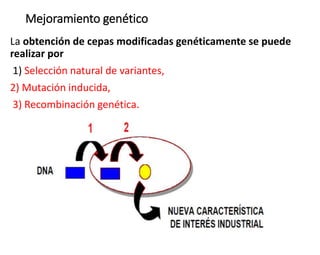 Mejoramiento genético
La obtención de cepas modificadas genéticamente se puede
realizar por
1) Selección natural de variantes,
2) Mutación inducida,
3) Recombinación genética.
 