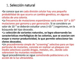 1. Selección natural
•Se conoce que en cada división celular hay una pequeña
probabilidad de que ocurra un cambio genético, en algunas
células de una colonia.
•La frecuencia de mutaciones espontáneas varía entre 10-6 a 10-9
mutaciones por genoma y por generación. Si se considera un
valor de 10-7 se deberán estudiar unos (>10 7 ) organismos, en la
búsqueda del tipo deseado.
•La selección de variantes naturales, se logra observando las
características morfológicas de las colonias, que se asocian con
mayor o menor productividad, lo que permite seleccionar los
clones deseados.
•Un procedimiento simple de "screening" selectivo para un tipo
particular de mutantes, consiste en realizar un plaqueo con
medio selectivos usando drogas, metales, etc., donde solo
sobreviven los mutantes resistentes.
•Igual procedimiento se sigue sometiendo poblaciones a la
acción de la luz ultravioleta.
 