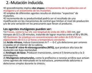 2.-Mutación inducida.
•El procedimiento implica dos etapas: el tratamiento de la población con el
mutágeno y el aislamiento de los mutantes.
•El empleo de diferentes agentes resulta en distintos "espectros" de
mutantes.
•El incremento de su productividad podría ser el resultado de una
modificación en los mecanismos de control que limitan el nivel de producción
y/o de una variación en los precursores que llevan al producto.
Los agentes mutágenos pueden ser:
•1) Físicos, como la luz UV, con longitud de onda de 200 a 300 nm, por
tiempos de 0.5 a 20 minutos, tratando de lograr muertes entre el 90 y 99.9%.
•2) Químicos: Se emplean en concentraciones del orden de 0.05 M con
exposiciones de 0.5 a 12 horas a temperatura constante.
(a) Acido nitroso, induce transiciones A-T --- G-C y/o deleciones por uniones
cruzadas en el interior de la cadena.
b) N-metil-N'-nitro-N-nitrosoguanidina (NTG), que produce alta tasa de
mutación con baja mortandad.
c) Análogos de base. Producen transiciones, como el 5-bromuracilo y la 2-
aminopurina.
d) Mutágenos estructurales, como la proflavina o naranja acridina que actúan
como agentes de intercalado en la estructura, promoviendo adiciones o
deleciones simples durante la síntesis.
 