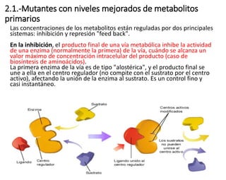 2.1.-Mutantes con niveles mejorados de metabolitos
primarios
Las concentraciones de los metabolitos están reguladas por dos principales
sistemas: inhibición y represión "feed back".
En la inhibición, el producto final de una vía metabólica inhibe la actividad
de una enzima (normalmente la primera) de la vía, cuándo se alcanza un
valor máximo de concentración intracelular del producto (caso de
biosíntesis de aminoácidos).
La primera enzima de la vía es de tipo "alostérica", y el producto final se
une a ella en el centro regulador (no compite con el sustrato por el centro
activo), afectando la unión de la enzima al sustrato. Es un control fino y
casi instantáneo.
 